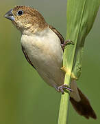 African Silverbill