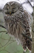 Ural Owl