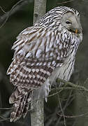 Ural Owl