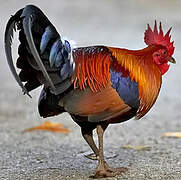 Red Junglefowl