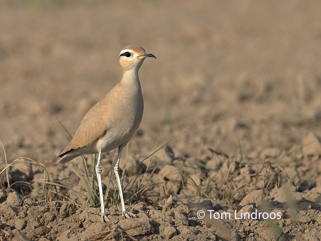 Cream-colored Courseradult post breeding, pigmentation