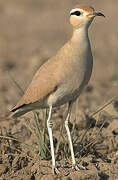 Cream-colored Courser