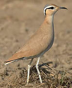 Cream-colored Courser