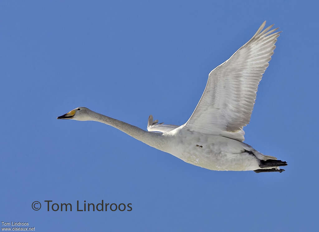 Cygne chanteuradulte, Vol