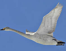 Whooper Swan