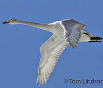 Whooper Swan