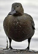 Steller's Eider