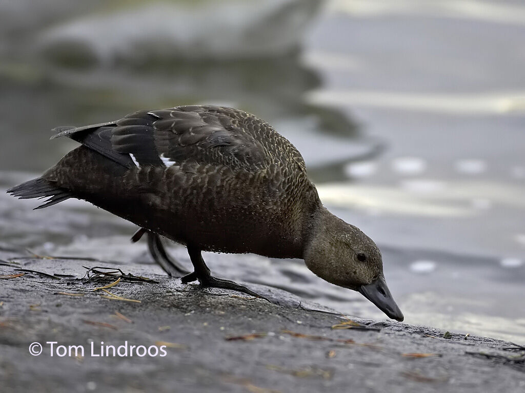 Eider de Steller1ère année