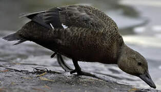 Steller's Eider