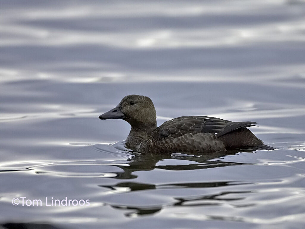 Eider de Steller femelle 1ère année, identification