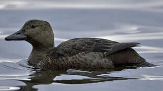 Steller's Eider