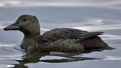 Eider de Steller