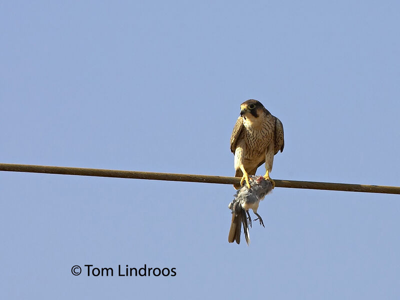 Peregrine Falcon (pelegrinoides)First year