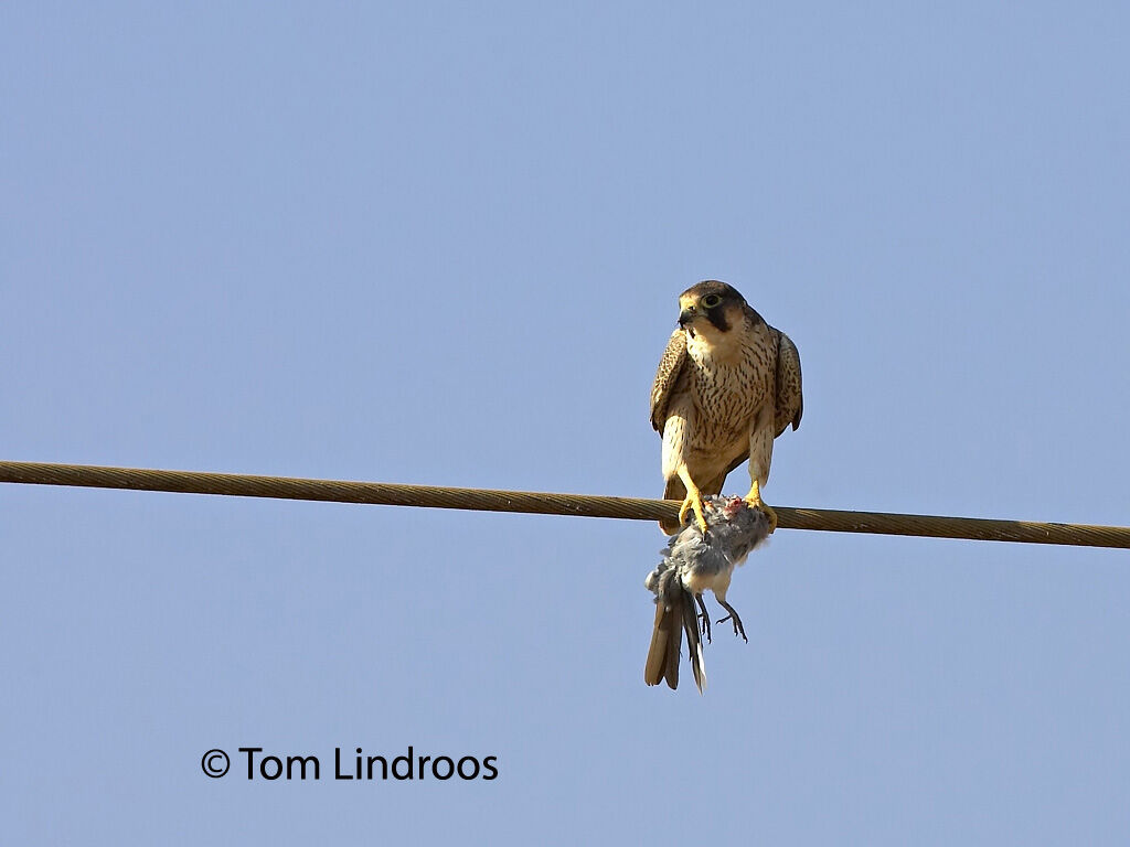 Barbary FalconFirst year