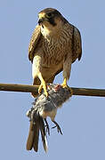 Barbary Falcon