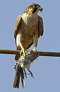 Peregrine Falcon (pelegrinoides)