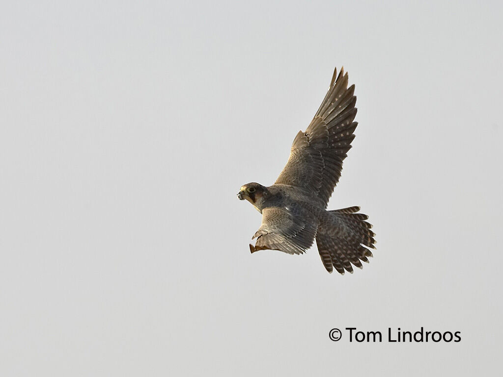 Peregrine Falcon (pelegrinoides)First year