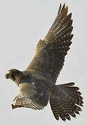 Barbary Falcon