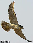 Peregrine Falcon (pelegrinoides)