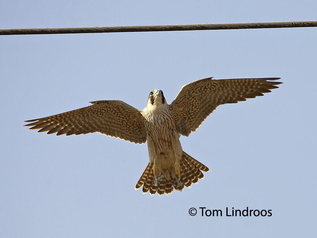 Barbary FalconFirst year