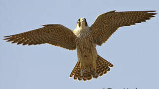 Peregrine Falcon (pelegrinoides)