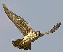 Peregrine Falcon (pelegrinoides)