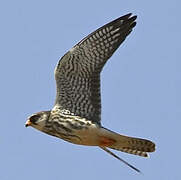 Amur Falcon