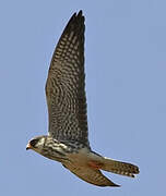 Amur Falcon