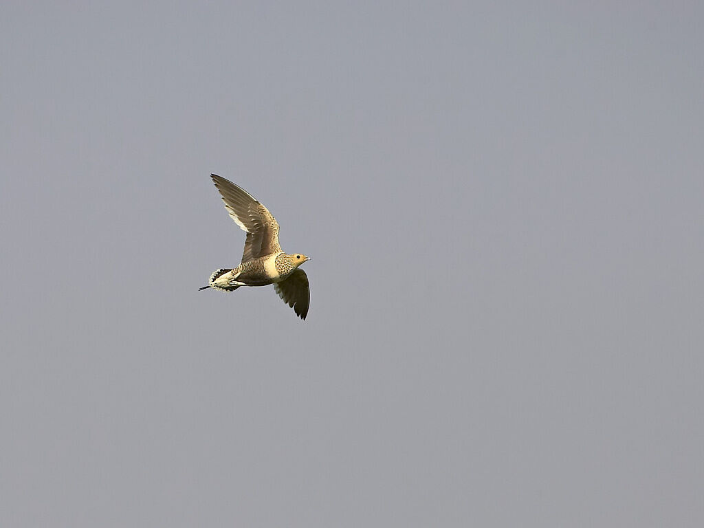 Chestnut-bellied Sandgrouse female