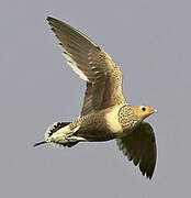 Chestnut-bellied Sandgrouse