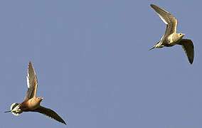 Chestnut-bellied Sandgrouse