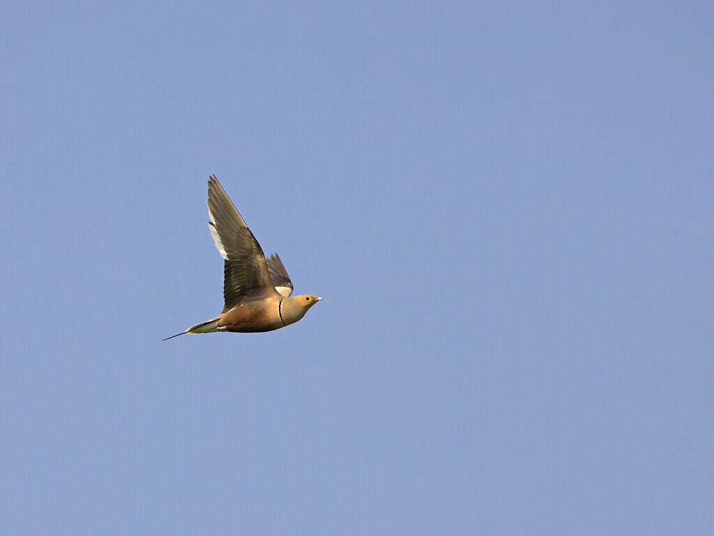 Chestnut-bellied Sandgrouse male