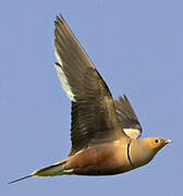 Chestnut-bellied Sandgrouse