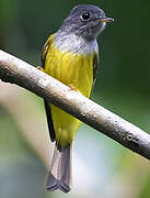 Grey-headed Canary-flycatcher