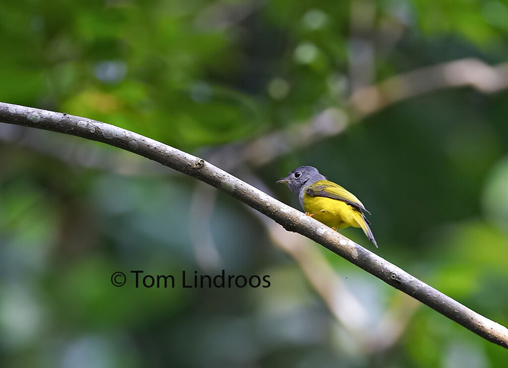 Grey-headed Canary-flycatcher