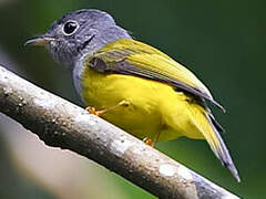 Grey-headed Canary-flycatcher