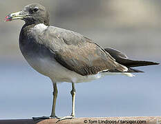 Sooty Gull