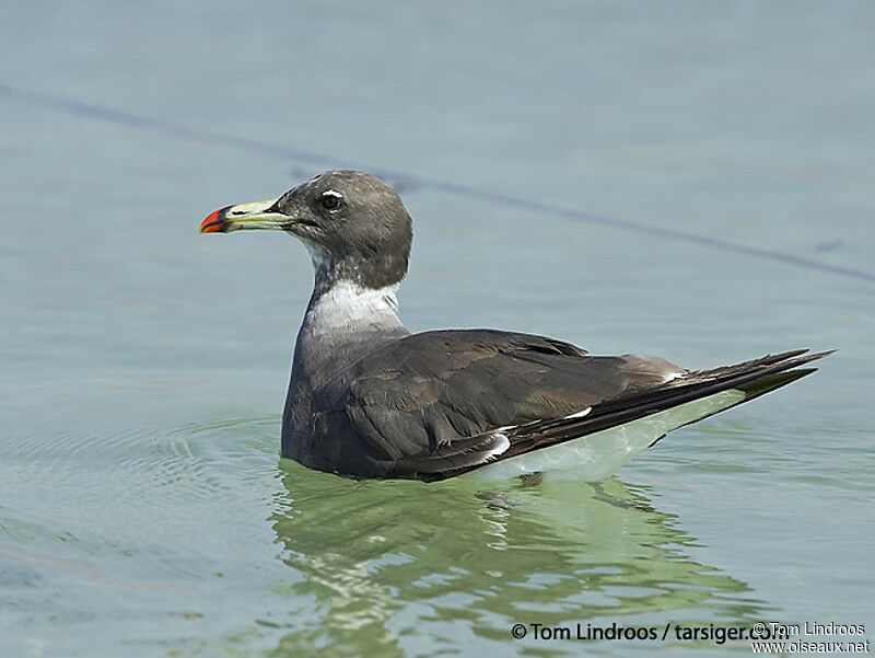 Sooty Gull