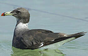 Sooty Gull