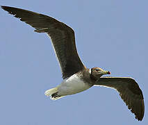 Sooty Gull