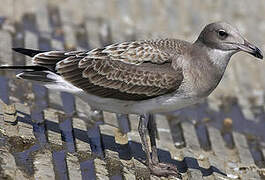 Sooty Gull