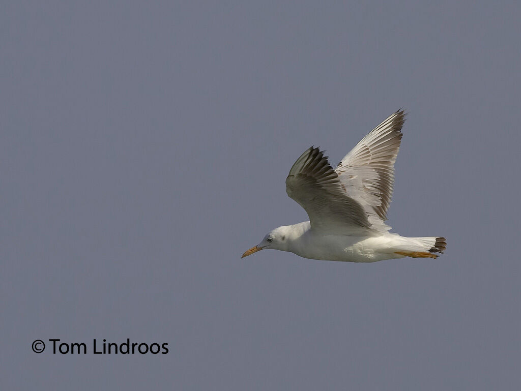 Slender-billed GullFirst year