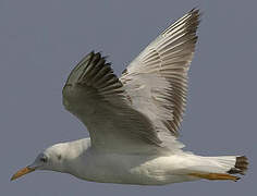 Slender-billed Gull