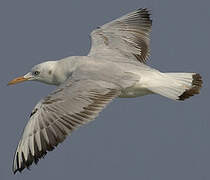 Slender-billed Gull