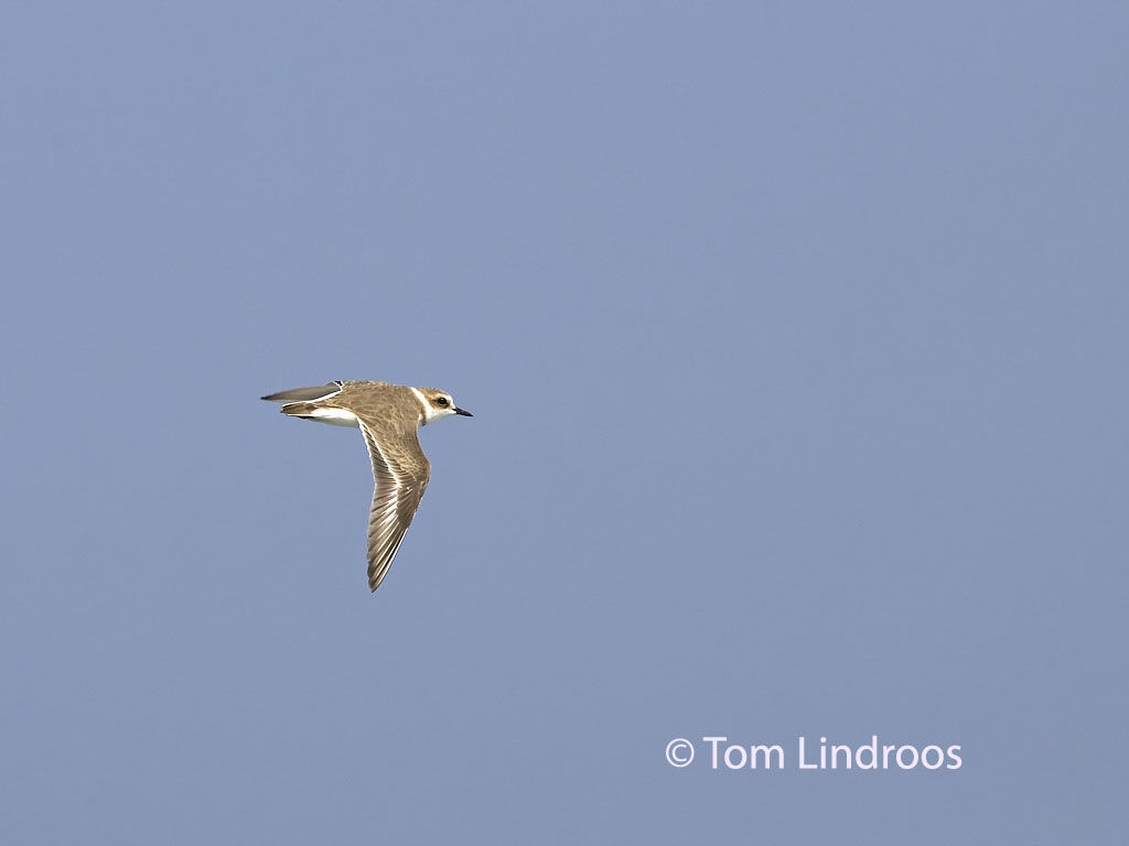 Kentish Plover