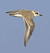 Kentish Plover