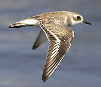 Greater Sand Plover