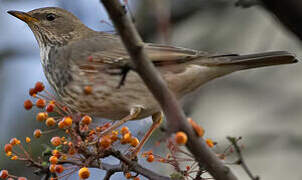 Black-throated Thrush