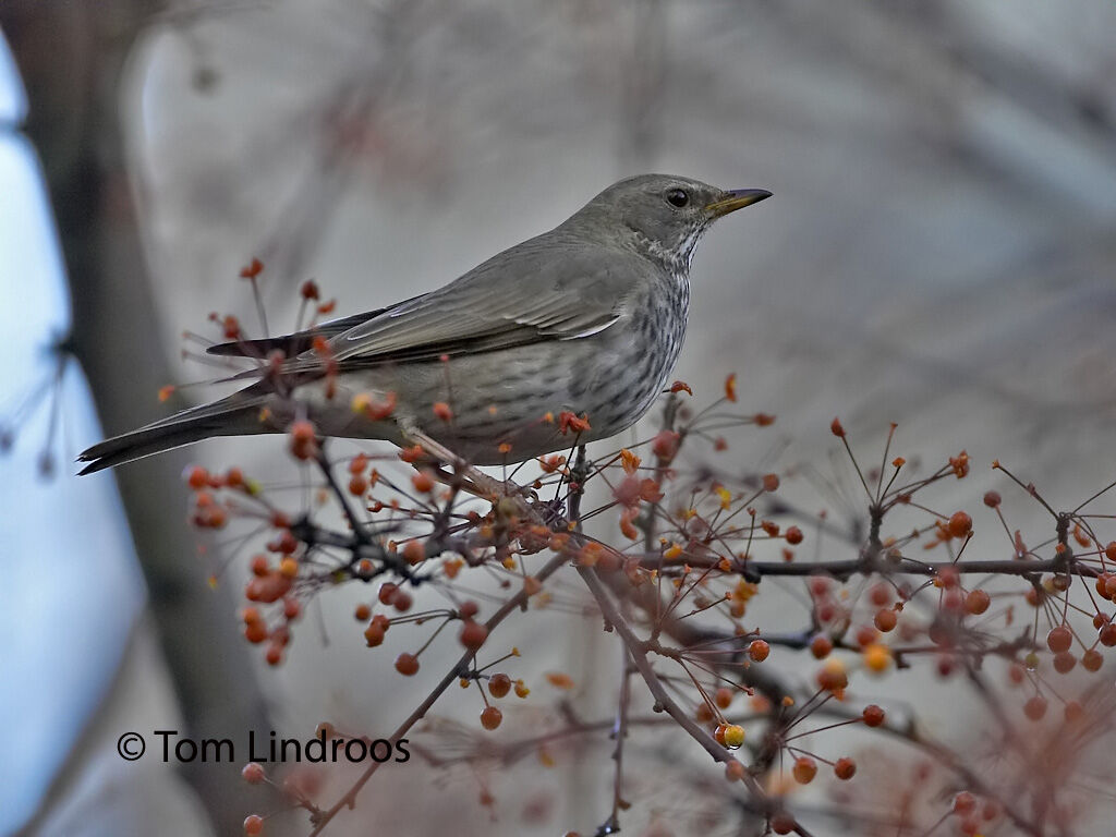 Black-throated ThrushFirst year