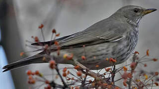 Black-throated Thrush